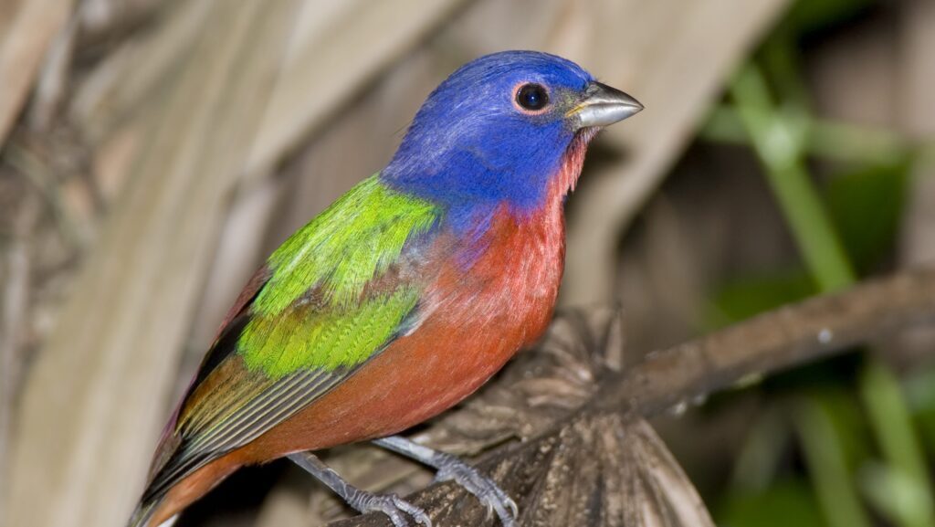 Consideration nature lovers! Researchers want your assist counting birds this weekend.