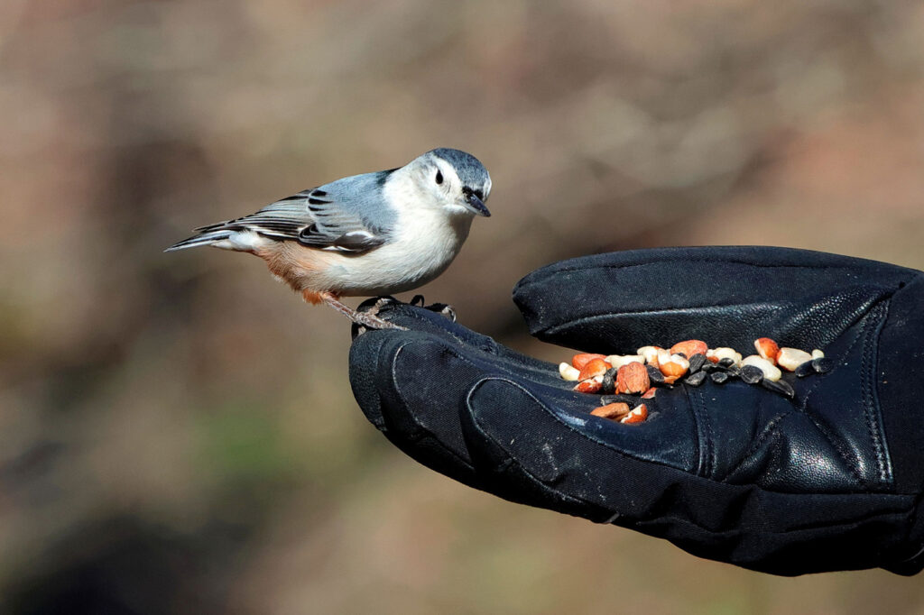 20 Greatest Hen Watching Spots in PA