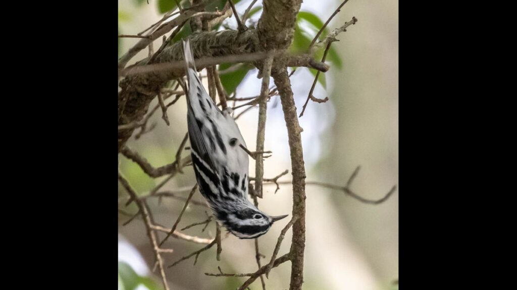 Right here’s learn how to begin bird-watching in Tampa Bay