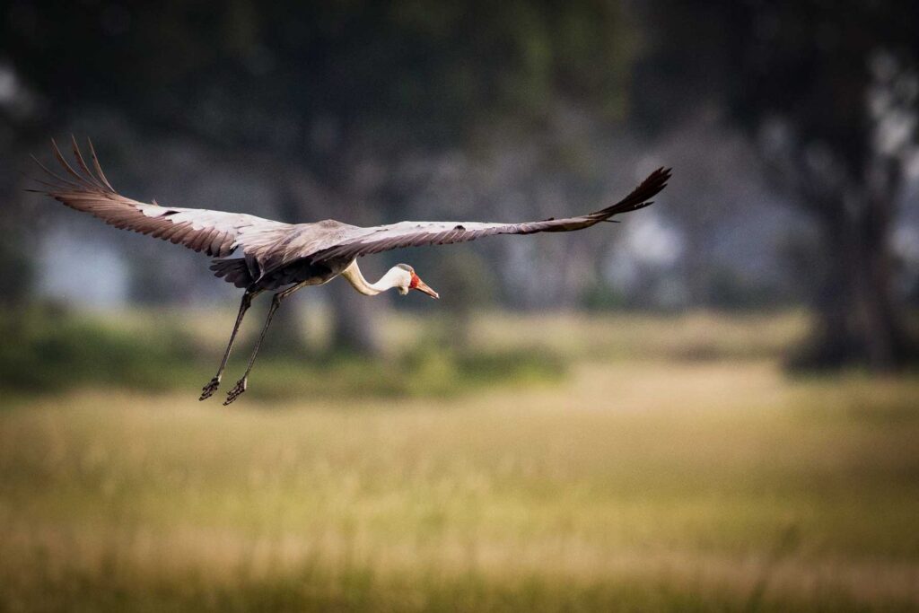 I Took My Household on a Chicken-watching Safari in Botswana — and It Was the Journey of a Lifetime