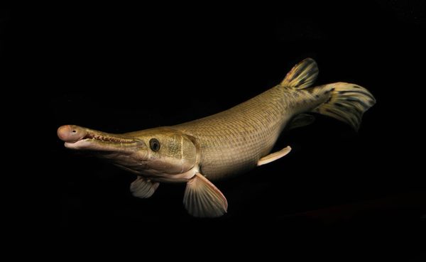 The World’s Largest Freshwater Fish Are Bizarre and Fantastic