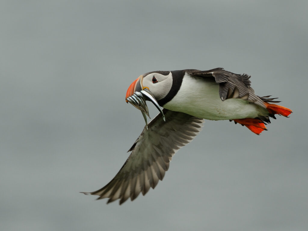 RSPB Scotland welcomes authorities session to finish sandeel fishing in Scottish waters